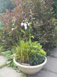 Для тенистого места.