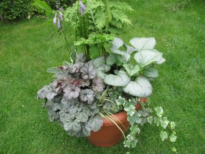 Для тенистого места