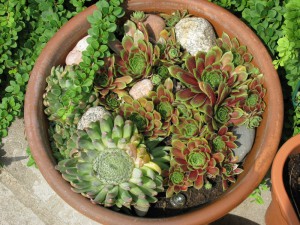 Молодило в горшке