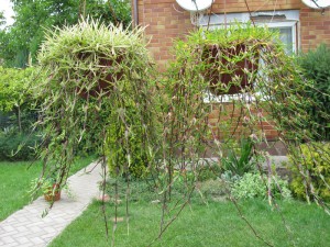 Почвопокровный бамбук