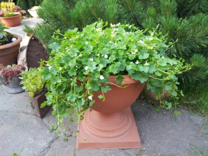 Цимбалярия