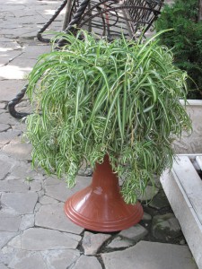 Спиральный хлорофитум