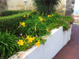 Вполне наши растения