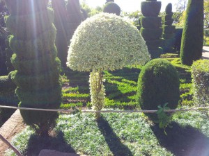 Грибок из дерена