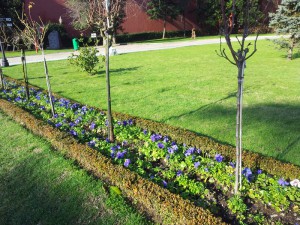 Красивая лента под розами