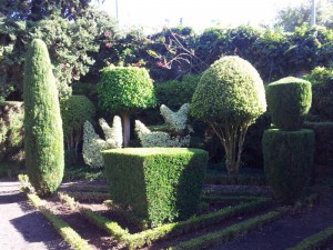 Можжевельники и  дерен