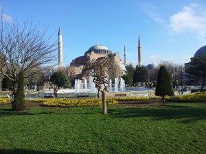 Некоторые растения без листьев еще краше