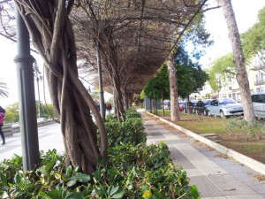 Опора для лианы. Аллея закрыта от солнца