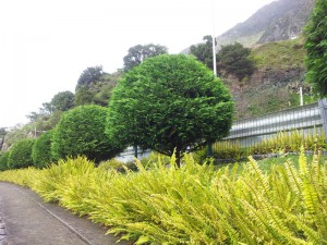 Папоротник и стриженный кипарисовик