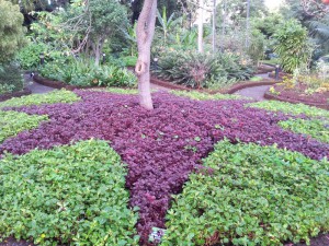 Под деревом