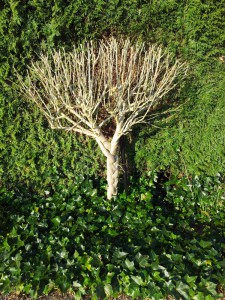 Так можно заплести иву, дерен и др. растения