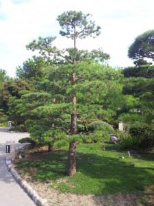 Формированная сосна