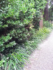 Шикарная подбивка живой изгороди