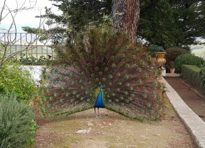 Ну разве не он краше всех?