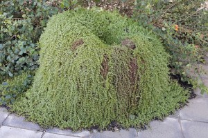 Мелкий очиток.