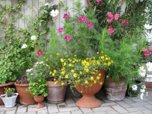 Самые простые растения.