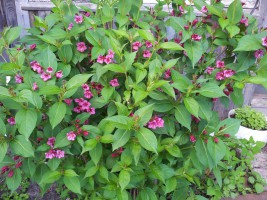 Вейгела цветущая