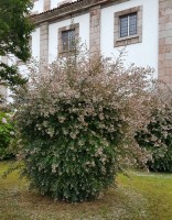 Кольквиция прелестная