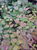 Кольквиция прелестная