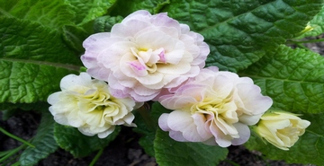 Травянистые многолетники