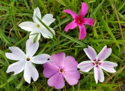 Флокс шиловидный