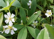 Лапчатка белая