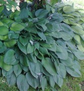 Не сортовая