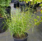 Осока пальмолистная