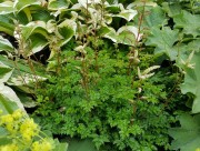 Волжанка петрушколистная