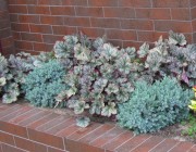 Гейхера, гейхерелла