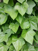 Луносемянник даурский