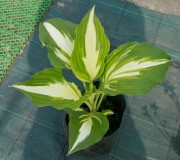 Night Before Christmas