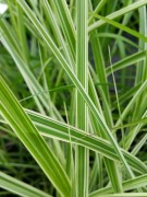 Мискантус китайский