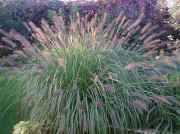 Перистощетинник