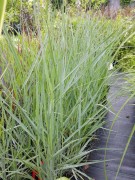 Просо прутьевидное