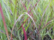 Просо прутьевидное