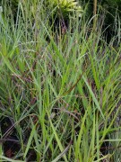 Просо прутьевидное