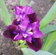Ирис карликовый