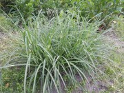 Мискантус китайский