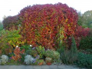 Виноград пятилисточковый