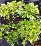 Арабис выступающий