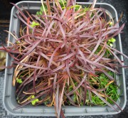 Армерия приморская