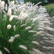 Перистощетинник