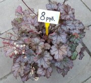 Гейхера, гейхерелла