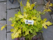 Гейхера, гейхерелла