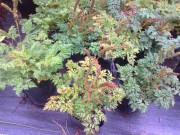 Волжанка петрушколистная