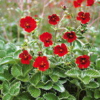 Лапчатка гибридная