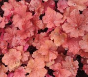 Гейхера, гейхерелла