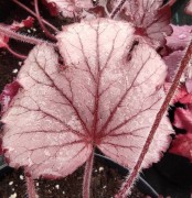 Гейхера, гейхерелла