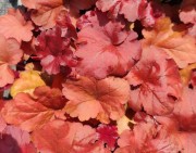 Гейхера, гейхерелла